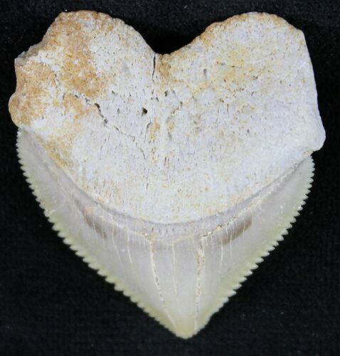 Nice Squalicorax (Crow Shark) Fossil Tooth #24141